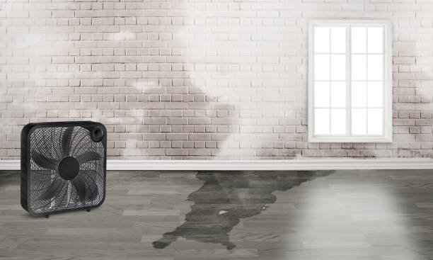 Best Flood restoration services  in Northfield, OH